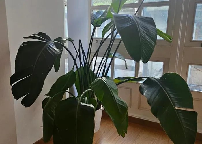 Vivienda En El Centro De La Ciudad Daire *