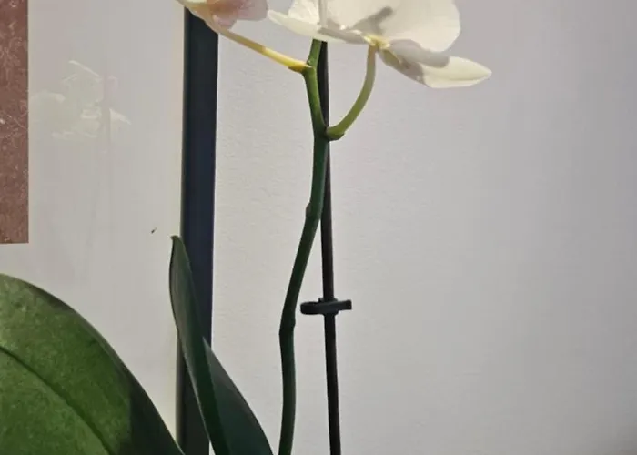 Vivienda En El Centro De La Ciudad *